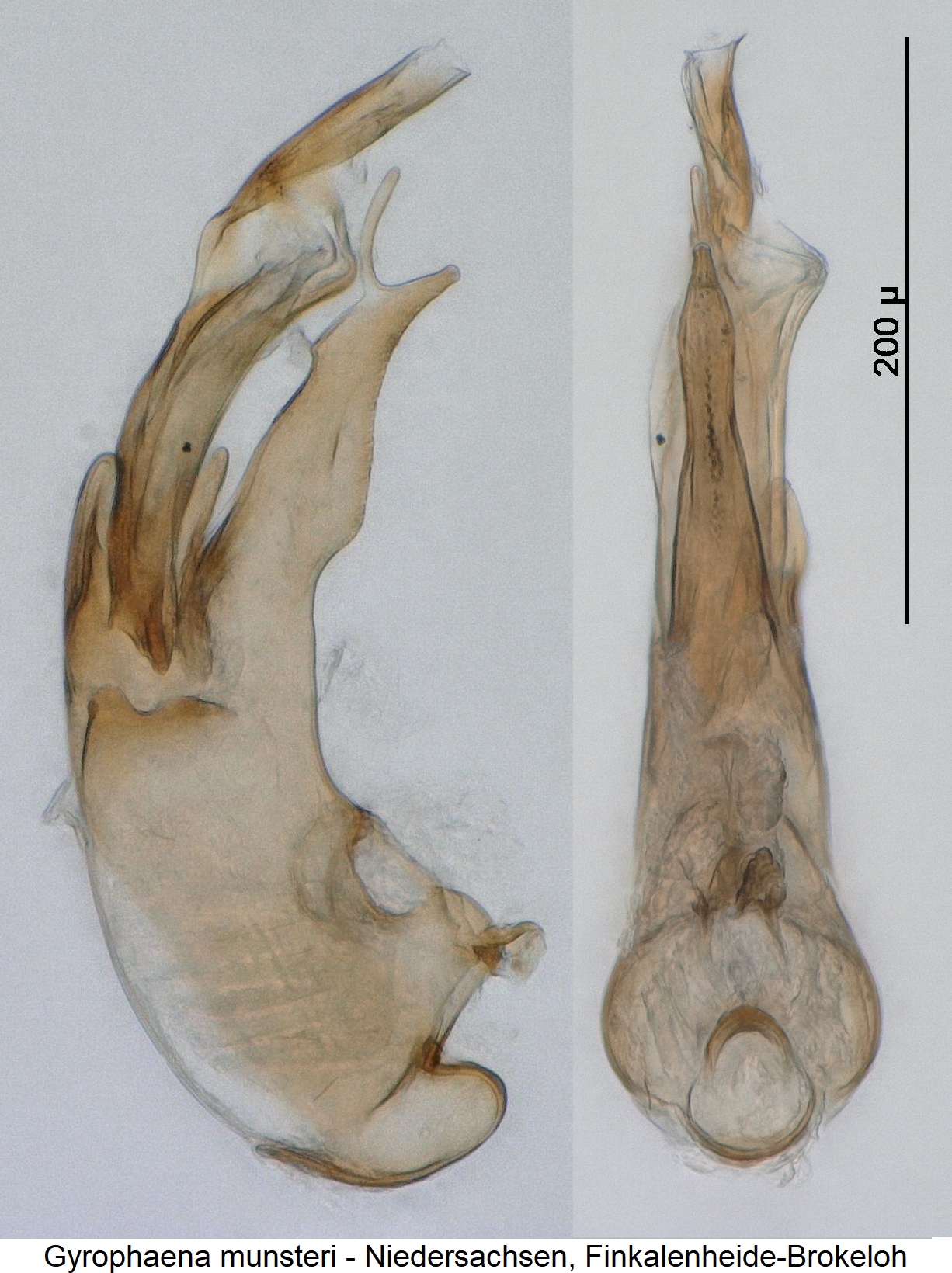 gyrophaena_munsteri1.jpg