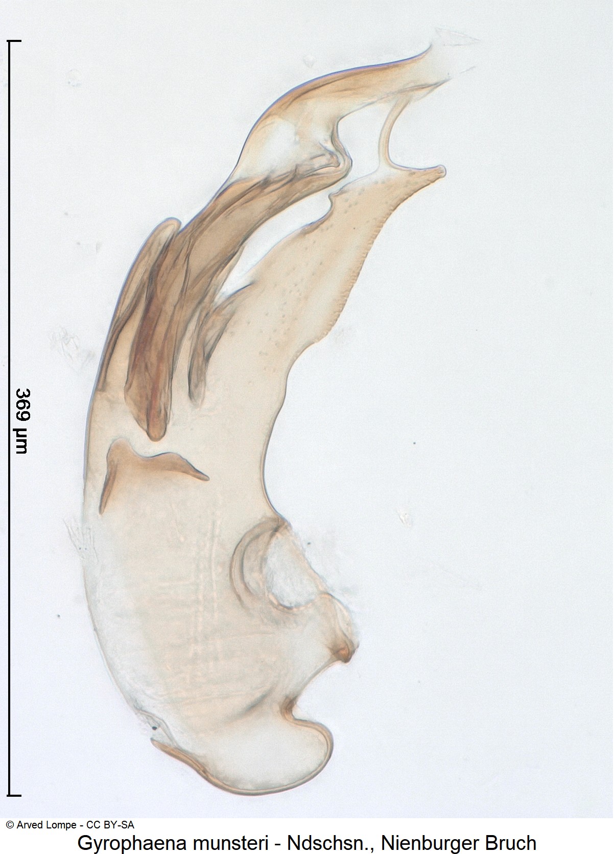 gyrophaena_munsteri_ck35742067.jpg