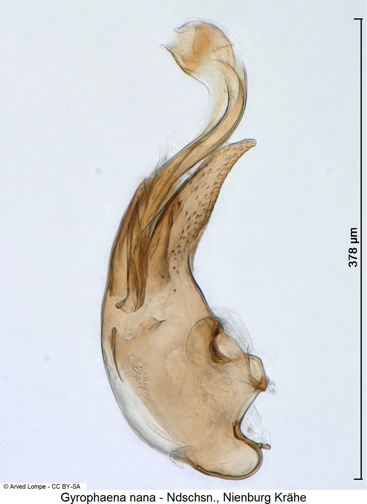 gyrophaena_nana_ck16679.jpg