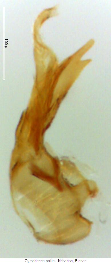 gyrophaena_polita.jpg