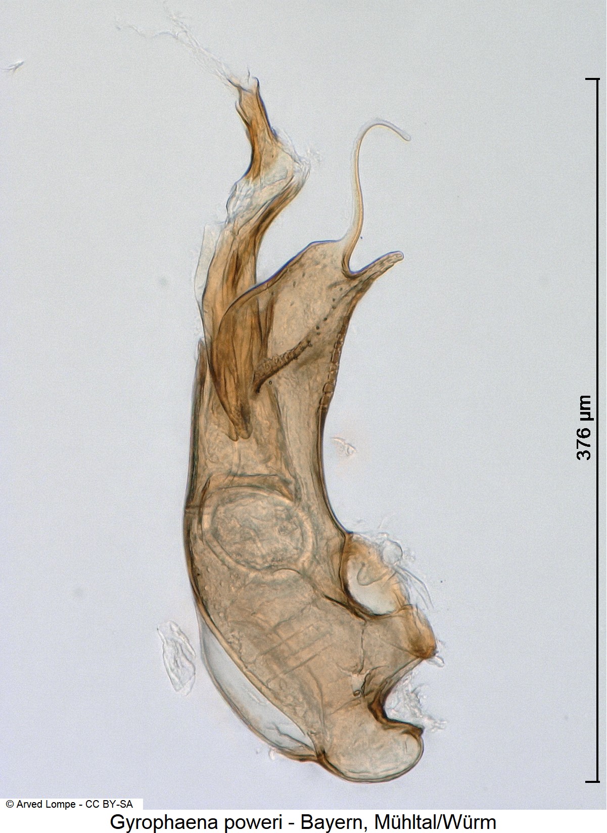 gyrophaena_poweri_ck20062.jpg
