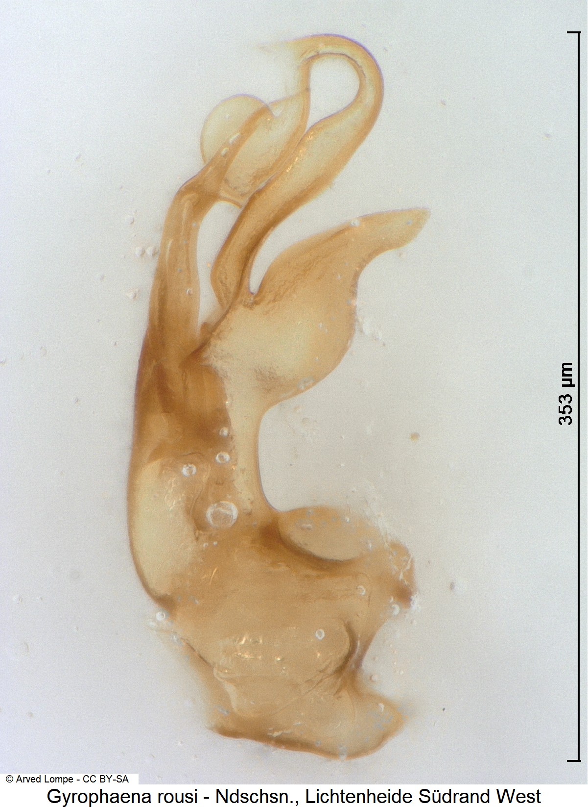 gyrophaena_rousi_ck5596.jpg