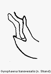 gyrophaena_transversalis2.gif