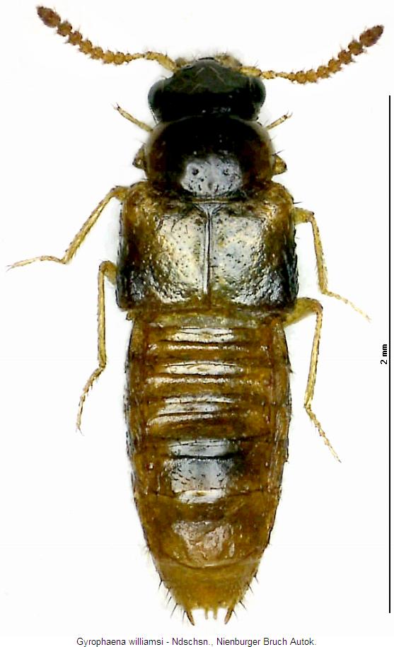 gyrophaena_williamsi_hab.jpg