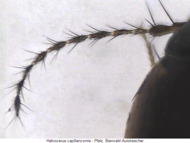 habrocerus_capillaricornis_f.jpg