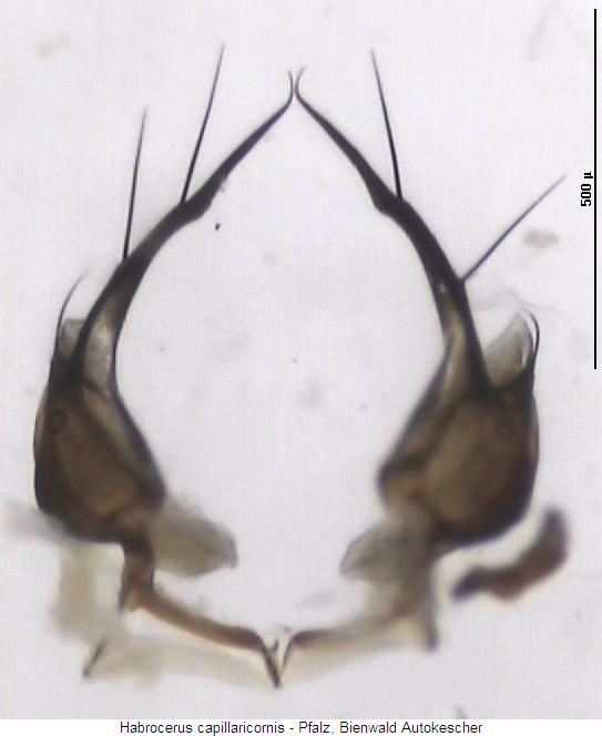 habrocerus_capillaricornis_segm8.jpg