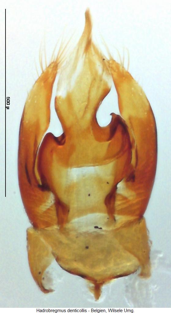 hadrobregmus_denticollis1.jpg