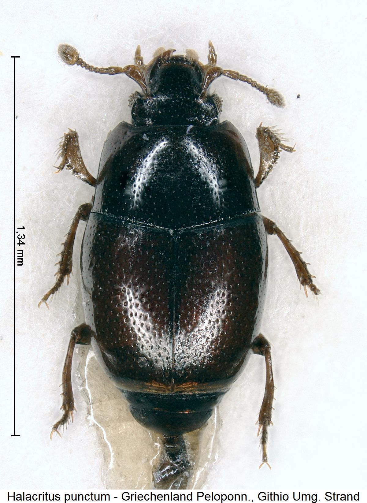 halacritus_punctum_hab.jpg