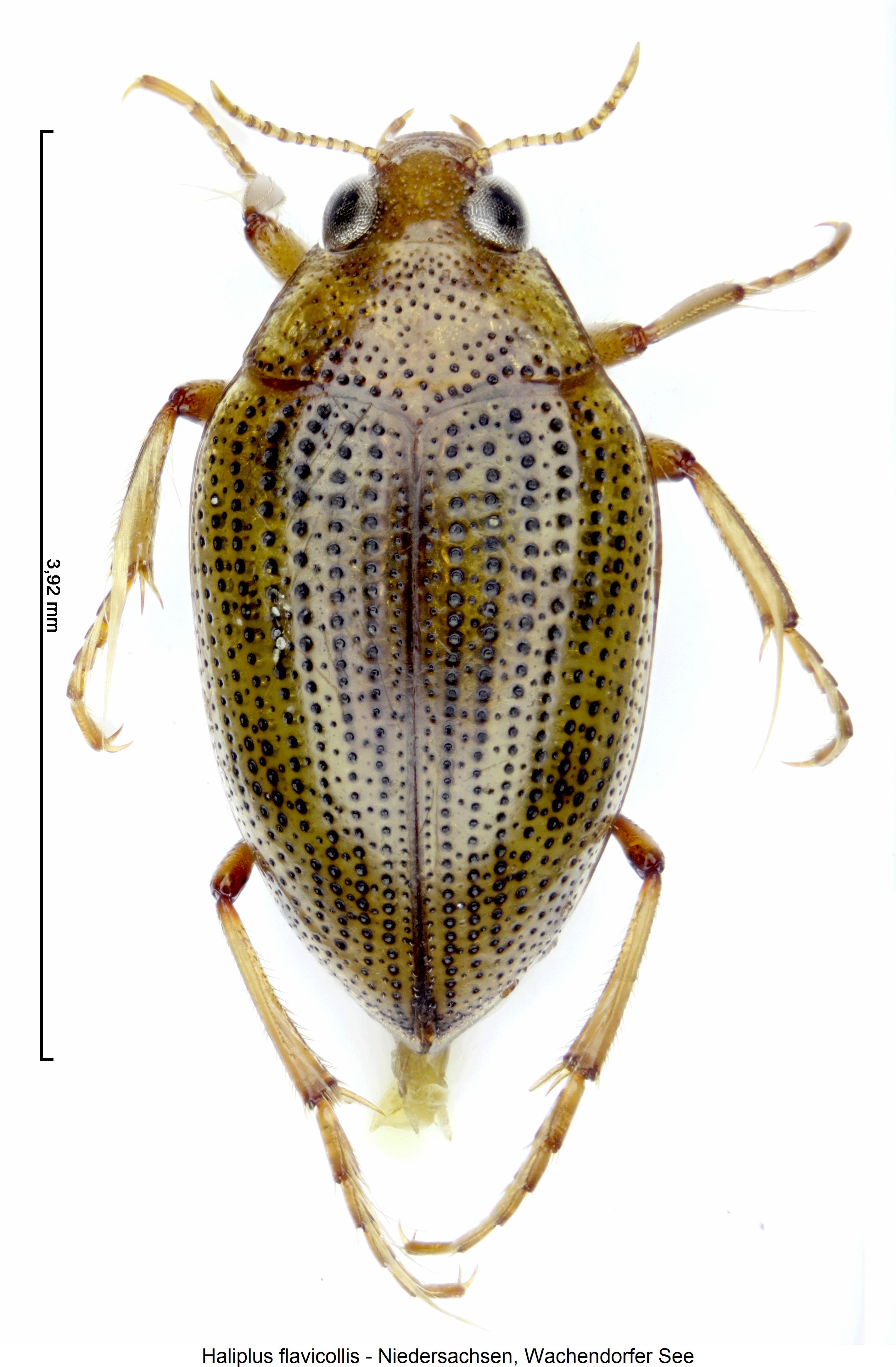 haliplus_flavicollis_hab.jpg