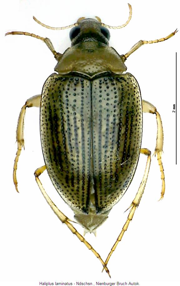 haliplus_laminatus_hab.jpg