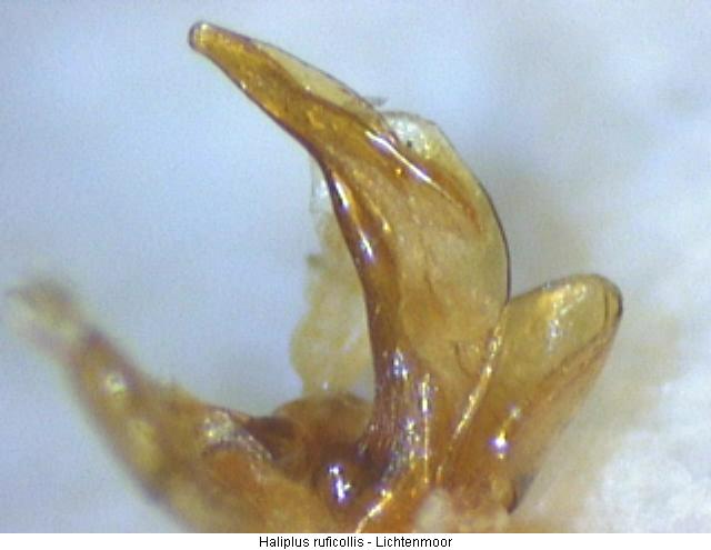 haliplus_ruficollis.jpg