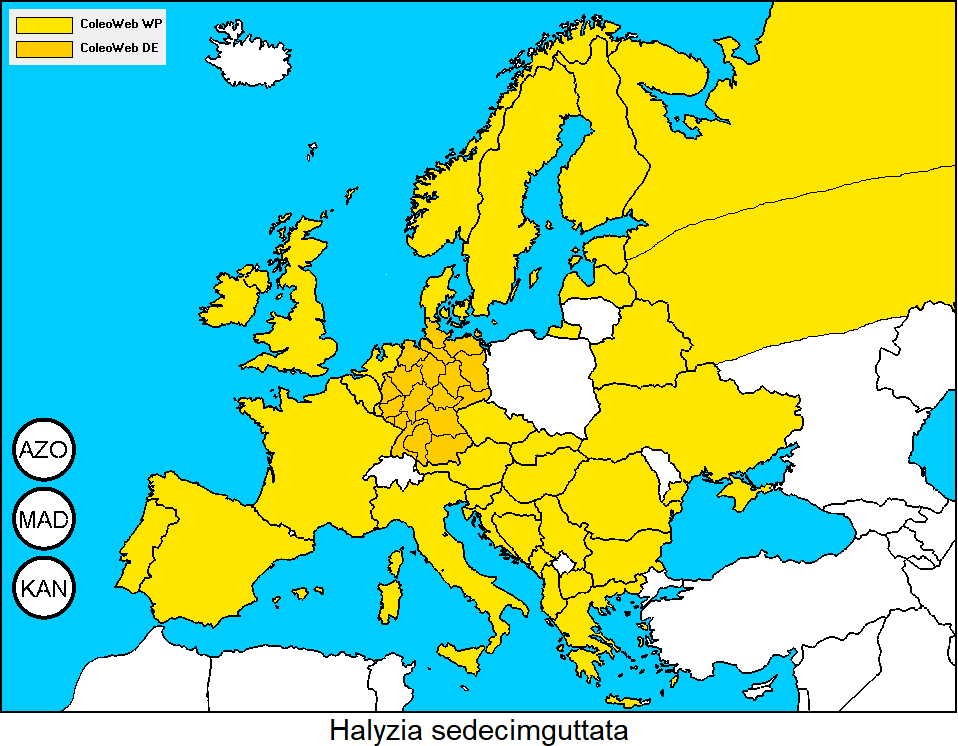 halyzia_sedecimguttata_dis.gif