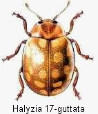 halyzia_sedecimguttata_hab.gif