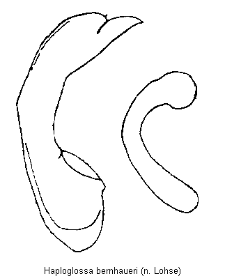 haploglossa_bernhaueri.gif
