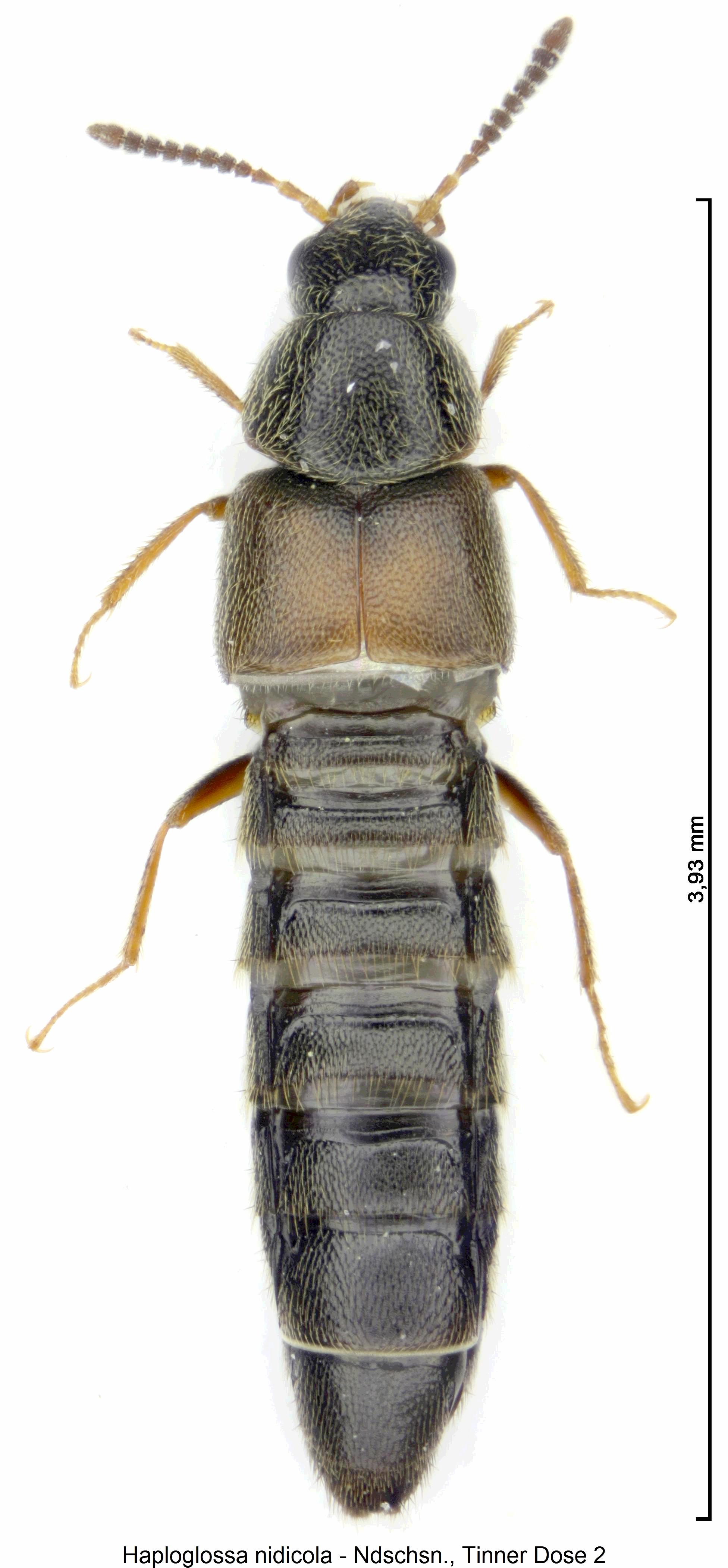 haploglossa_nidicola_hab.jpg