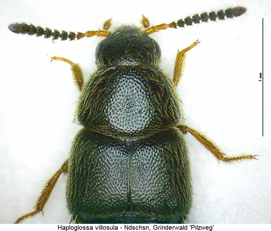 haploglossa_villosula_vk.jpg