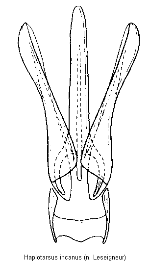 haplotarsus_incanus.gif