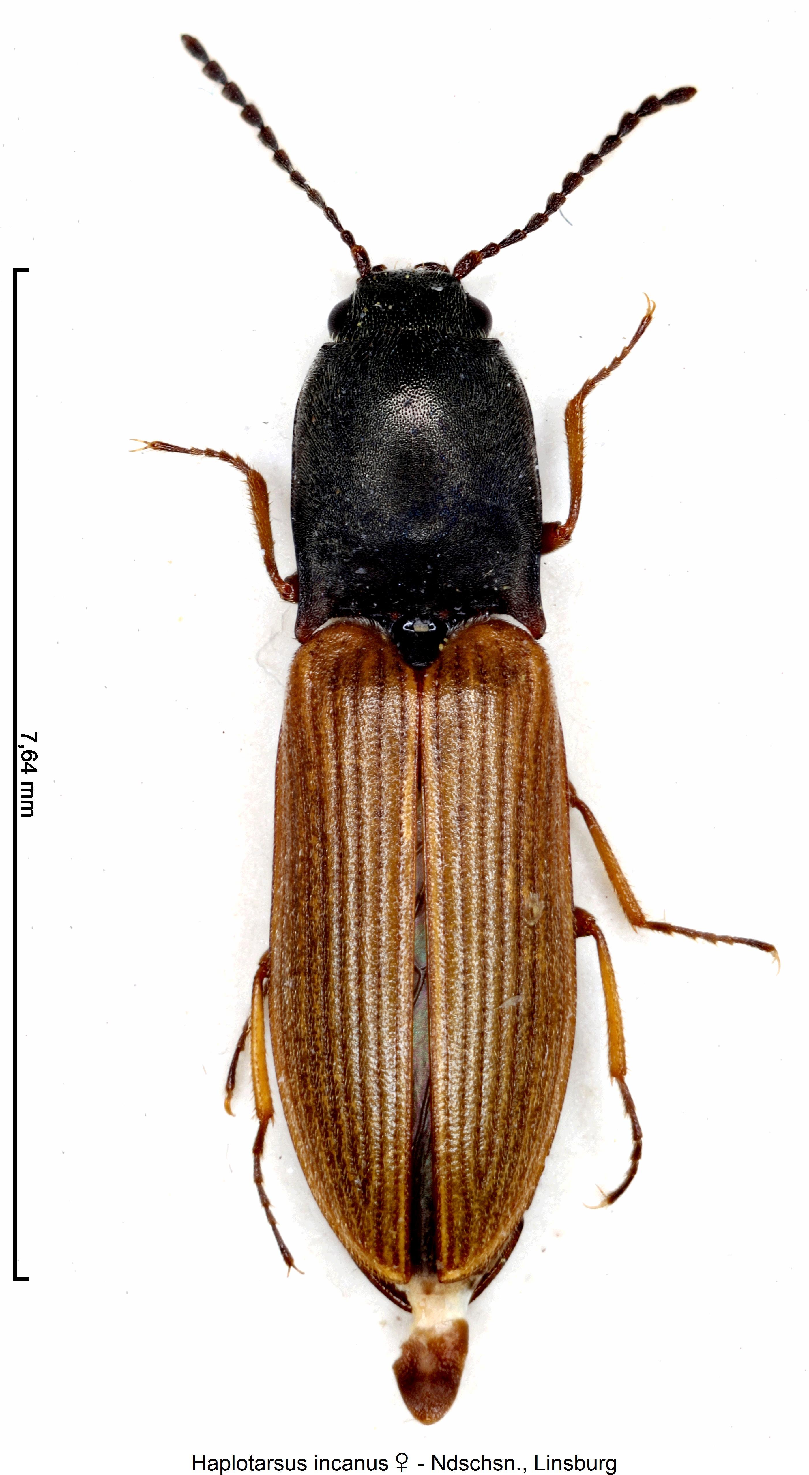 haplotarsus_incanus_w2_hab.jpg
