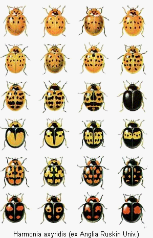 harmonia_axyridis_var.gif