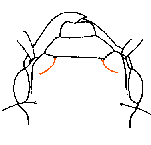 harpalini_k1.gif