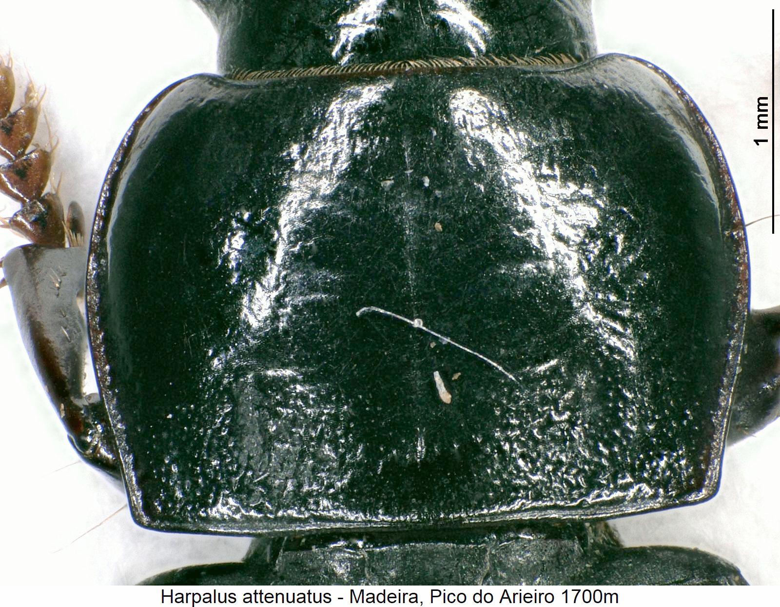 harpalus_attenuatus_hsch.jpg