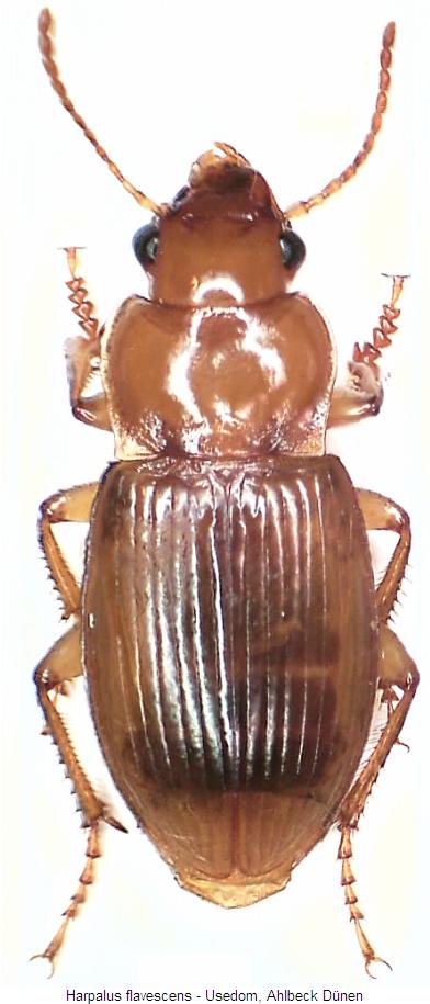 harpalus_flavescens_hab.jpg