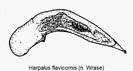 harpalus_flavicornis.gif