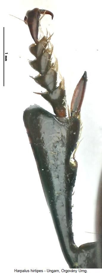 harpalus_hirtipes_vschn.jpg