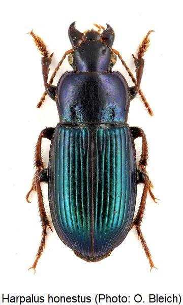 harpalus_honestus_hab.jpg