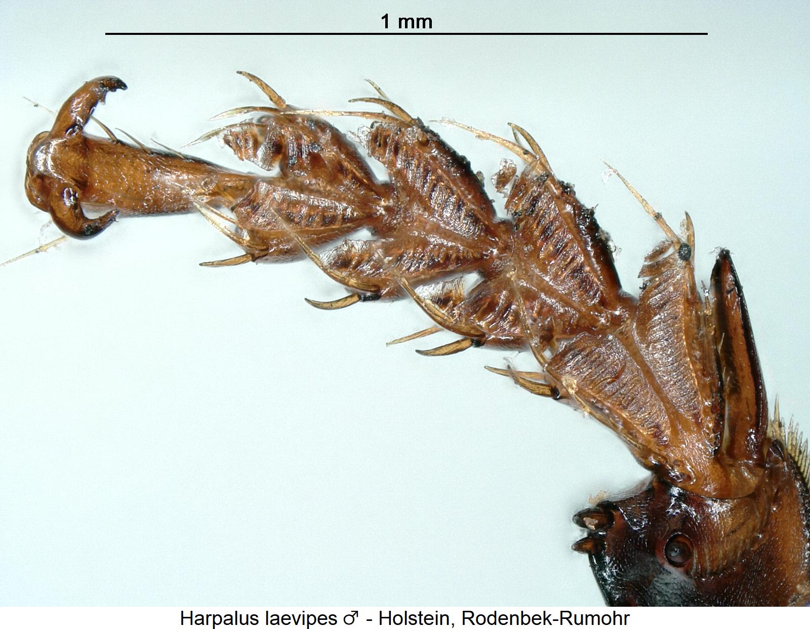 harpalus_laevipes_vtr.jpg