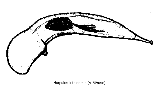 harpalus_luteicornis.gif