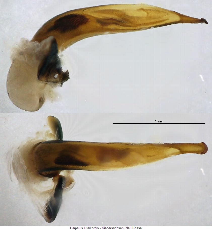 harpalus_luteicornis.jpg