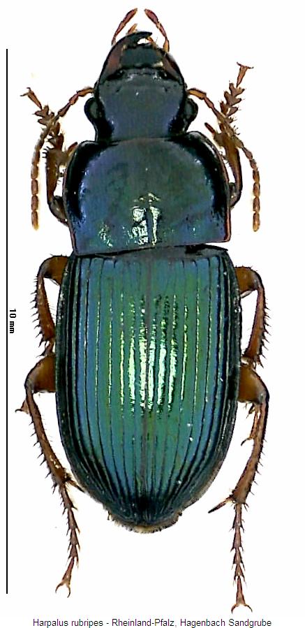 harpalus_rubripes_hab.jpg