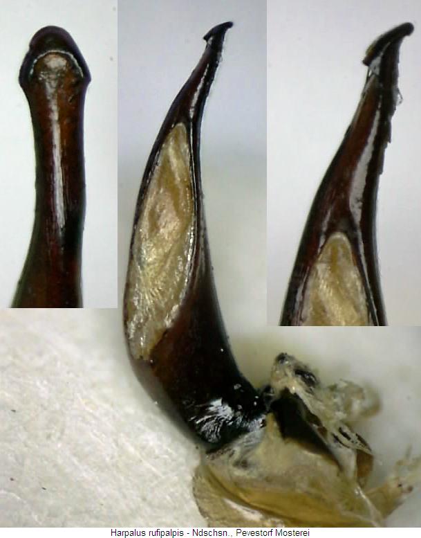 harpalus_rufipalpis.jpg