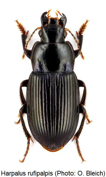 harpalus_rufipalpis_hab.jpg