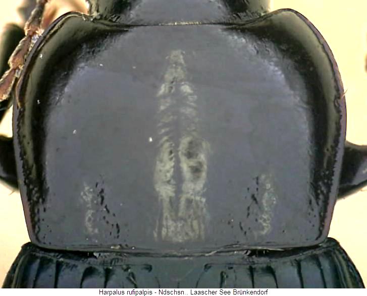 harpalus_rufipalpis_hsch1.jpg