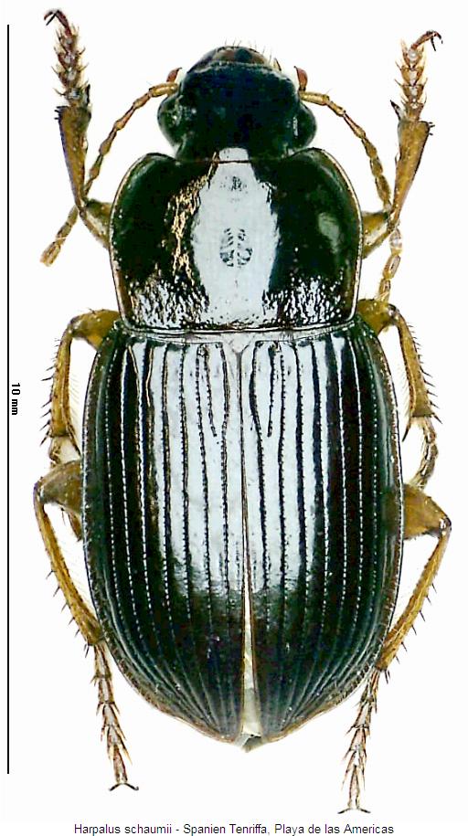 harpalus_schaumii_hab.jpg