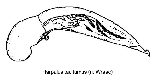 harpalus_taciturnus.gif