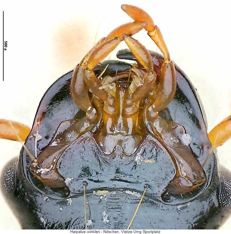 harpalus_winkleri_us.jpg