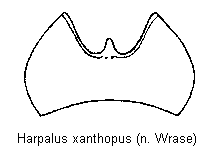 harpalus_xanthopus_kz.gif