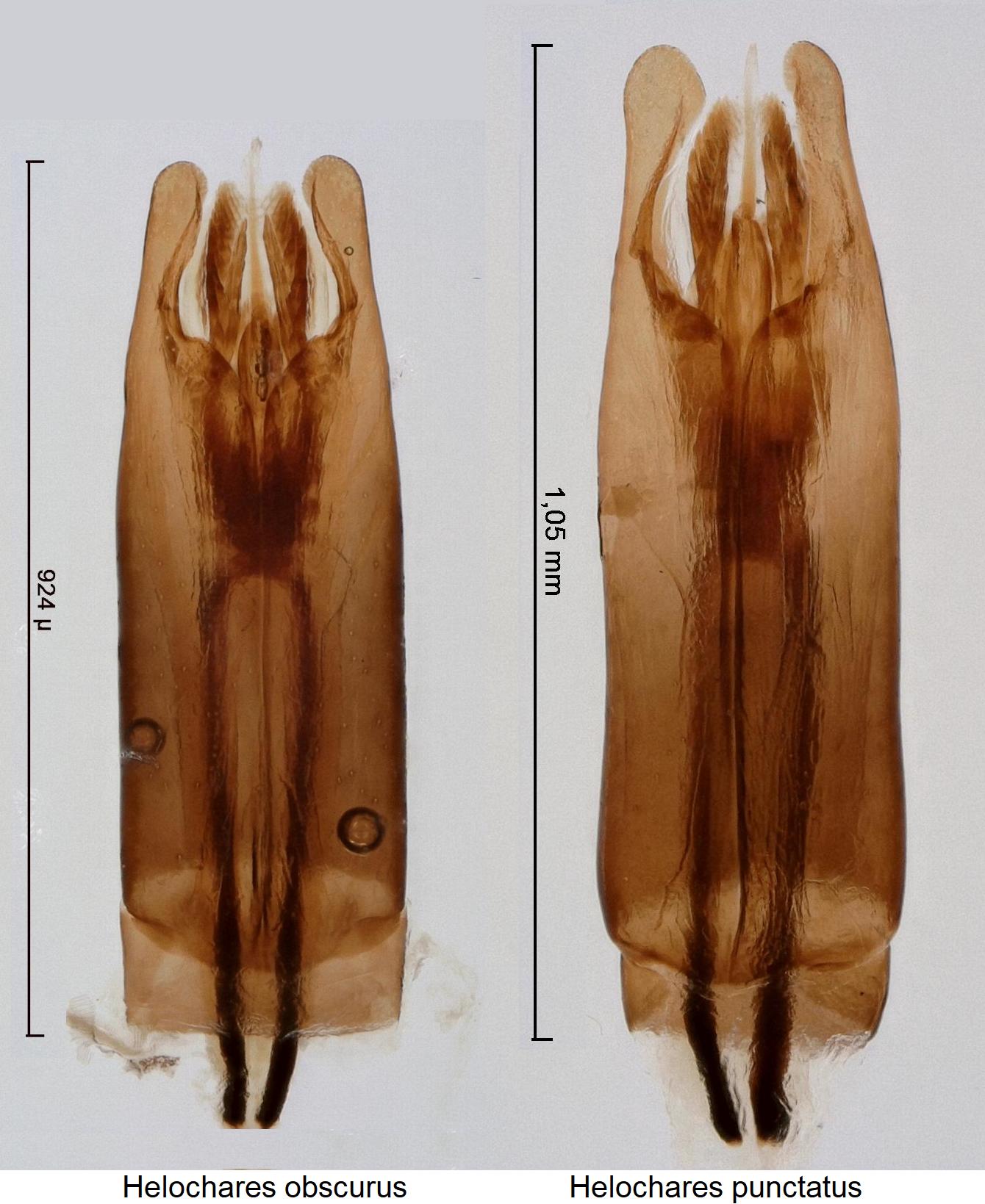 helochares_obscurus-punctatus_vgl.jpg