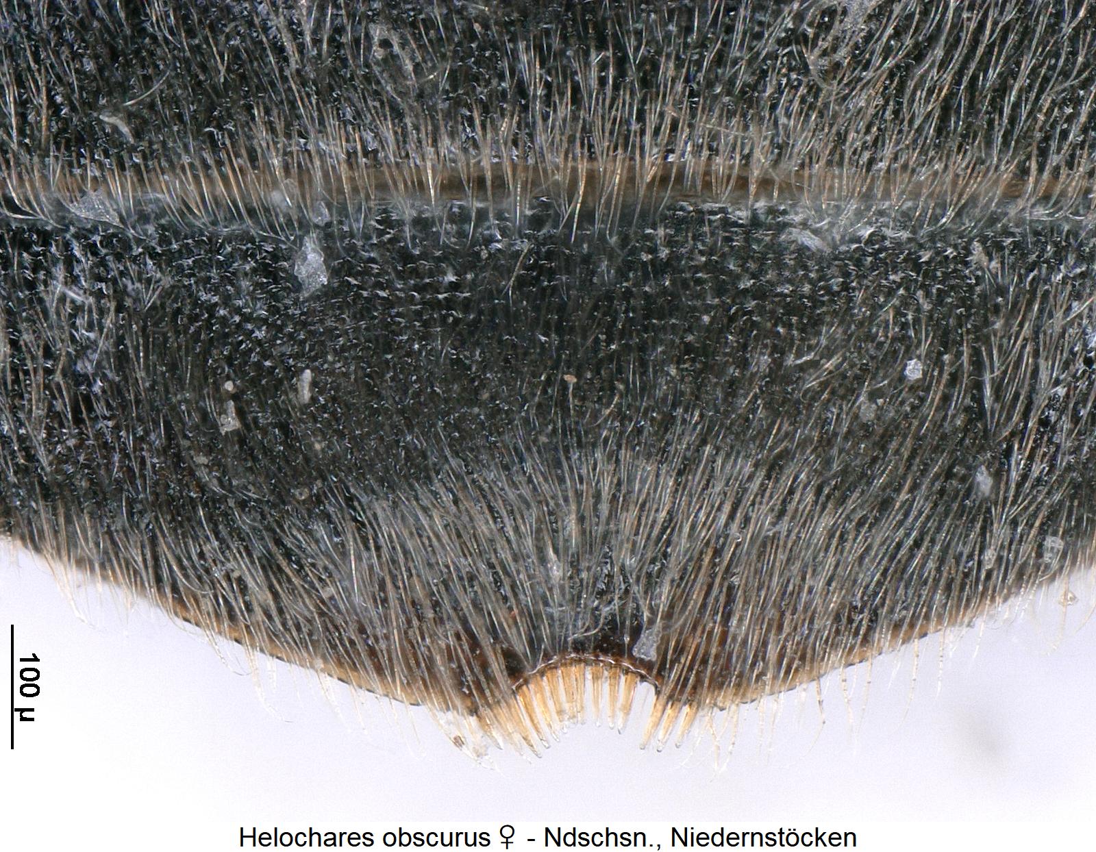 helochares_obscurus_w_ster.jpg
