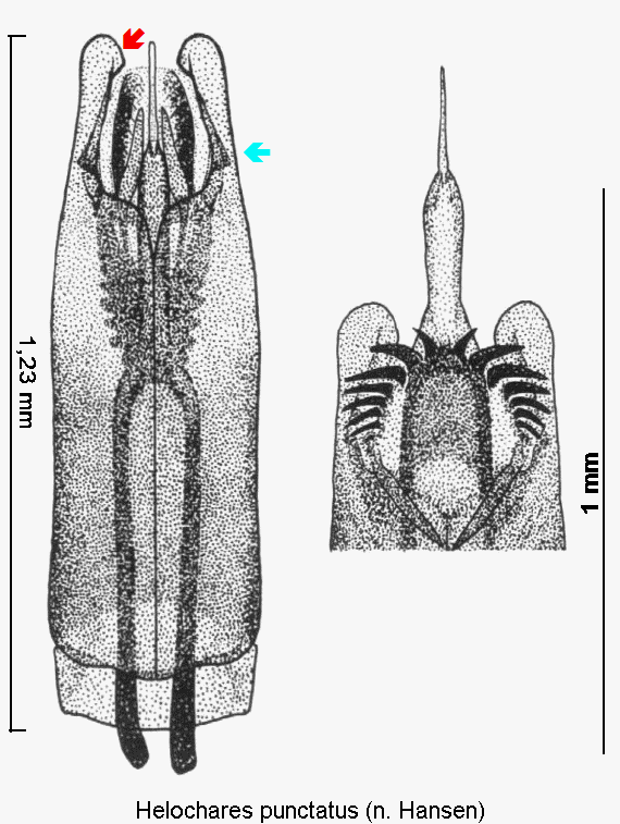 helochares_punctatus.gif