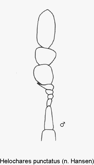 helochares_punctatus_f.gif