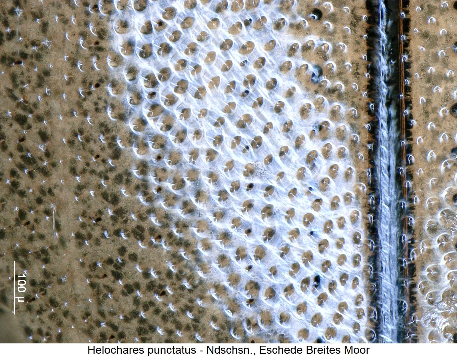 helochares_punctatus_m_ms.jpg