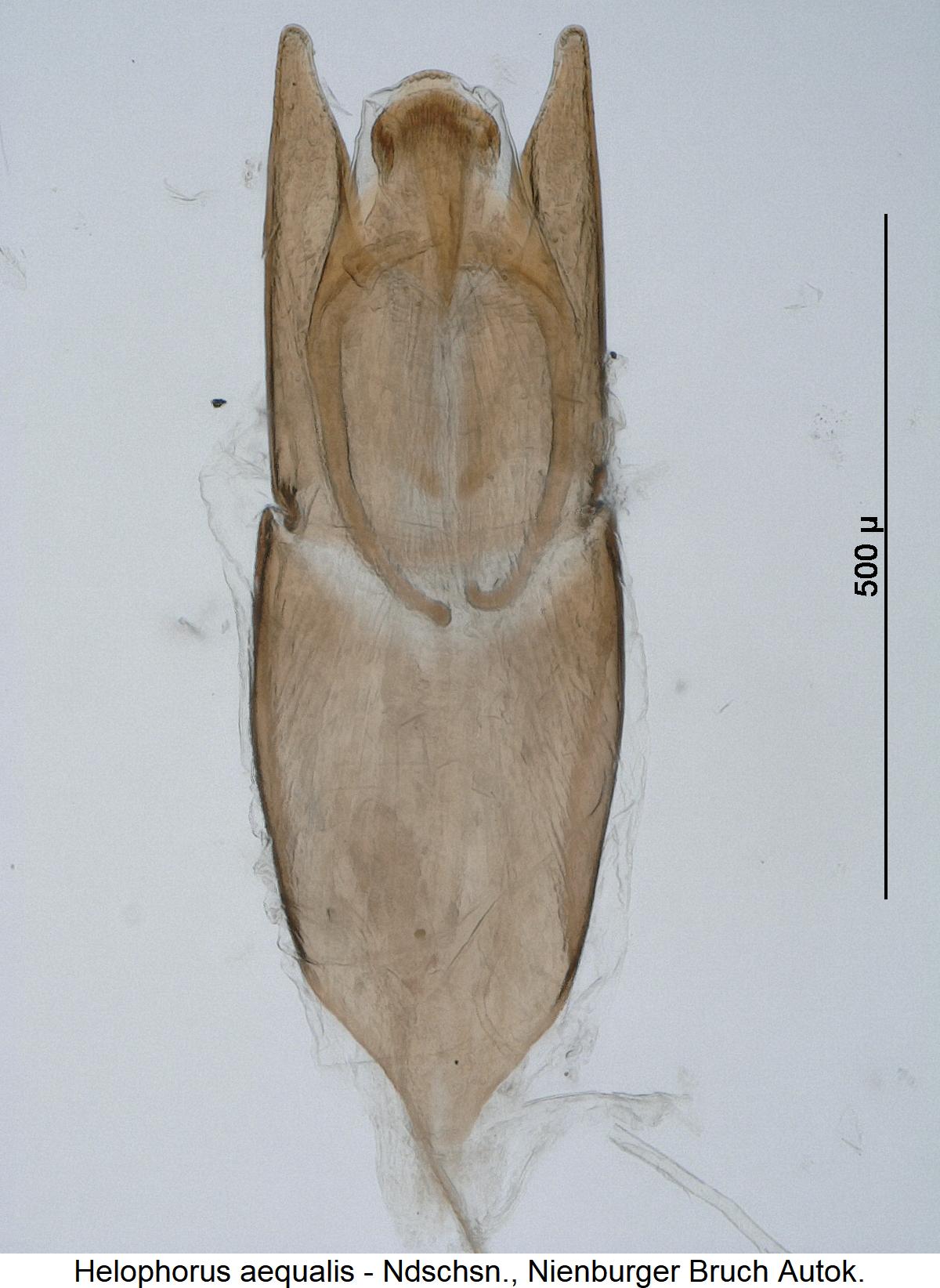 helophorus_aequalis.jpg