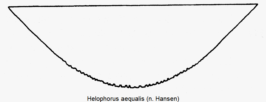 helophorus_aequalis_ster.gif