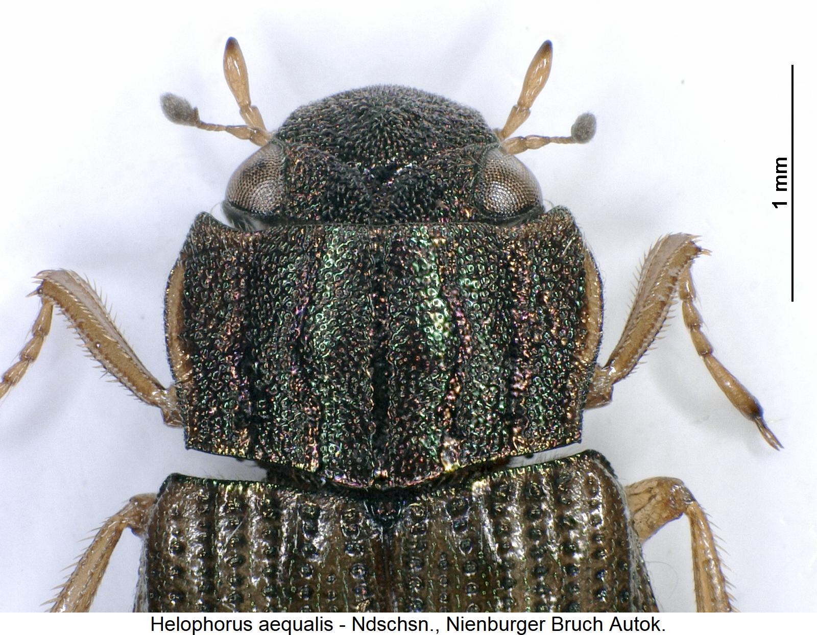 helophorus_aequalis_vk.jpg