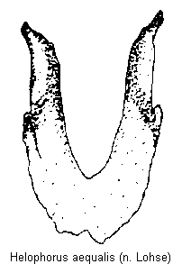 helophorus_aequalis_w_tergit.gif