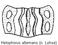 helophorus_alternans_hsch.gif